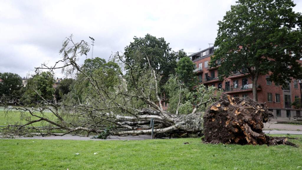 STOCKHOLM, SVERIGE 20250703
En person har skadats allvarligt efter att ett träd fallit i den hårda blåsten i Vasaparken på torsdagseftermiddagen. SMHI har utfärdat en gul varning för blåst och mycket hårda vindbyar under torsdagseftermiddagen i Östra Svealand.
Foto: Caisa Rasmussen / TT / Kod 12150