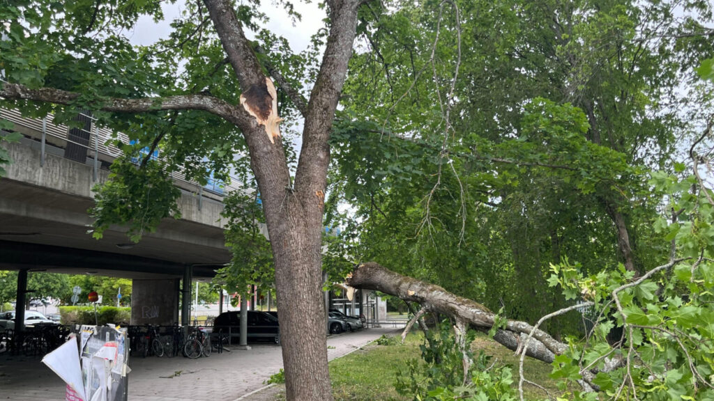 STOCKHOLM 20250703
Ett träd vid Svedmyra tunnelbanestation har gått av av den kraftiga vinden på torsdagseftermiddagen.
SMHI varnar för kraftiga vindbyar och kuling i Östra Svealand.
Foto: Tomas Bengtsson / TT / kod 10510