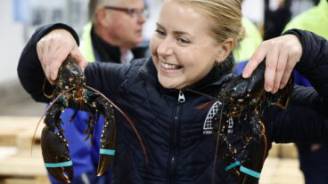 GÖTEBORG, SVERIGE 20250923
Årets första humrar gick till Feskekörka, där fiskhandlaren Tove Manning kunde ta emot dem. Kilopriset landade på 51 00 kronor.
Foto: Adam Ihse / TT / Kod 9200