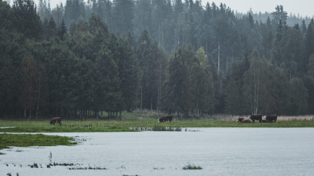 ÖRNSKÖLDSVIK, SVERIGE 20250911
Kor på bete som till stor del är täckt av vatten i Kubbe, nordväst om Örnsköldsvik, som drabbats hårt av söndagens skyfall i Ångermanland.
Foto: Caisa Rasmussen / TT / Kod 12150