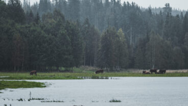 ÖRNSKÖLDSVIK, SVERIGE 20250911
Kor på bete som till stor del är täckt av vatten i Kubbe, nordväst om Örnsköldsvik, som drabbats hårt av söndagens skyfall i Ångermanland.
Foto: Caisa Rasmussen / TT / Kod 12150