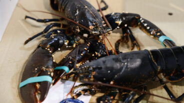 مزاد الكركند في يوتيبوري
Foto: Adam Ihse / TT