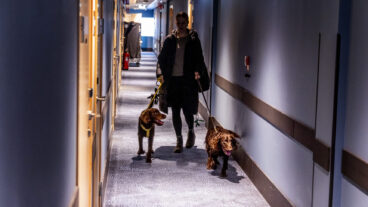 GÖTEBORG 20251205
Skotträdda hundar tar in på hotel på nyårsafton, bland annat på Scandic Landvetter.
Foto: Adam Ihse / TT / Kod 9200
