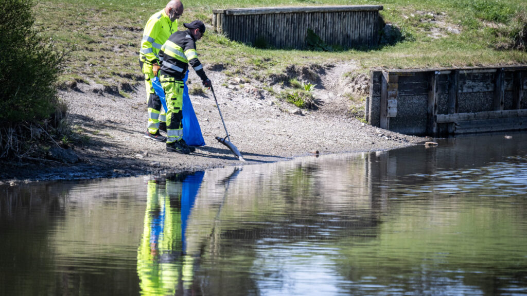 MALMÖ 2026-05-09
Stängd wakepark, badförbud och döda fiskar när bajsvattnet sprider sig i kanalen från pumpstationen Turbinen ut mot havet i Västra Hamnen i Malmö på lördagen. VA Syd släppte under flera dagar ut avloppsvatten i kanalen i Malmö medan man arbetade med en läcka på en huvudavloppsledning. När det orenade avloppsvattnet nu rinner vidare genom kanalsystemet ut mot havet ses ett stort antal döda fiskar i Turbinkanalen. På lördagen sanerade personal från Malmö stad området samtidigt som anslag om avrådan för bad för både människor och hundar sats upp på hundrastplatsen på Ribban och längs Sundspromenaden i Västra hamnen sats upp.
Foto: Johan Nilsson / TT / Kod 50090
