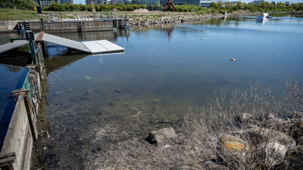 MALMÖ 2026-05-09
Stängd wakepark, badförbud och döda fiskar när bajsvattnet sprider sig i kanalen från pumpstationen Turbinen ut mot havet i Västra Hamnen i Malmö på lördagen. VA Syd släppte under flera dagar ut avloppsvatten i kanalen i Malmö medan man arbetade med en läcka på en huvudavloppsledning. När det orenade avloppsvattnet nu rinner vidare genom kanalsystemet ut mot havet ses ett stort antal döda fiskar i Turbinkanalen. På lördagen sanerade personal från Malmö stad området samtidigt som anslag om avrådan för bad för både människor och hundar sats upp på hundrastplatsen på Ribban och längs Sundspromenaden i Västra hamnen sats upp.
Foto: Johan Nilsson / TT / Kod 50090