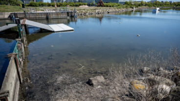 MALMÖ 2026-05-09 
Stängd wakepark, badförbud och döda fiskar när bajsvattnet sprider sig i kanalen från pumpstationen Turbinen ut mot havet i Västra Hamnen i Malmö på lördagen. VA Syd släppte under flera dagar ut avloppsvatten i kanalen i Malmö medan man arbetade med en läcka på en huvudavloppsledning. När det orenade avloppsvattnet nu rinner vidare genom kanalsystemet ut mot havet ses ett stort antal döda fiskar i Turbinkanalen. På lördagen sanerade personal från Malmö stad området samtidigt som anslag om avrådan för bad för både människor och hundar sats upp på hundrastplatsen på Ribban och längs Sundspromenaden i Västra hamnen sats upp. 
Foto: Johan Nilsson / TT / Kod 50090