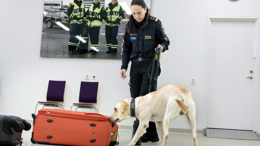 STOCKHOLM 20260519
Sanna Häll, instruktör, med hunden Sting, på Tullverkets hundskola i Rosersberg.
Foto: Claudio Bresciani / TT / Kod 10090