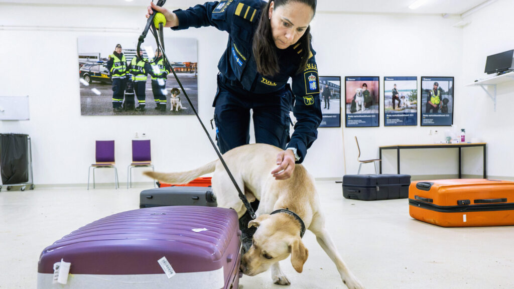 STOCKHOLM 20260519
Sanna Häll, instruktör, med hunden Sting, på Tullverkets hundskola i Rosersberg.
Foto: Claudio Bresciani / TT / Kod 10090