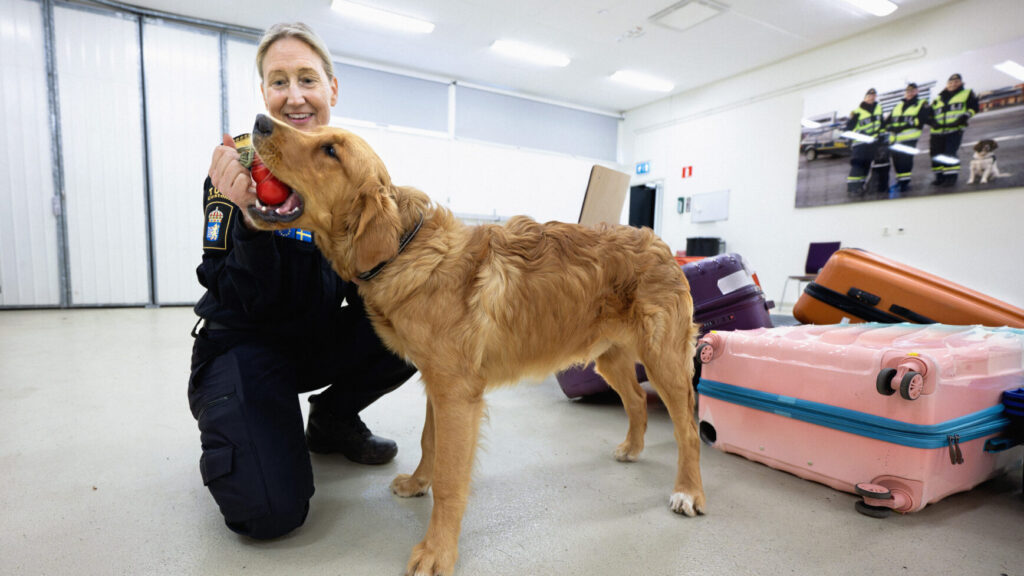 STOCKHOLM 20260519
Anna-Karin Edström Lundemo, enhetschef hundenheten, med hunden Castor, på Tullverkets hundskola i Rosersberg.
Foto: Claudio Bresciani / TT / Kod 10090